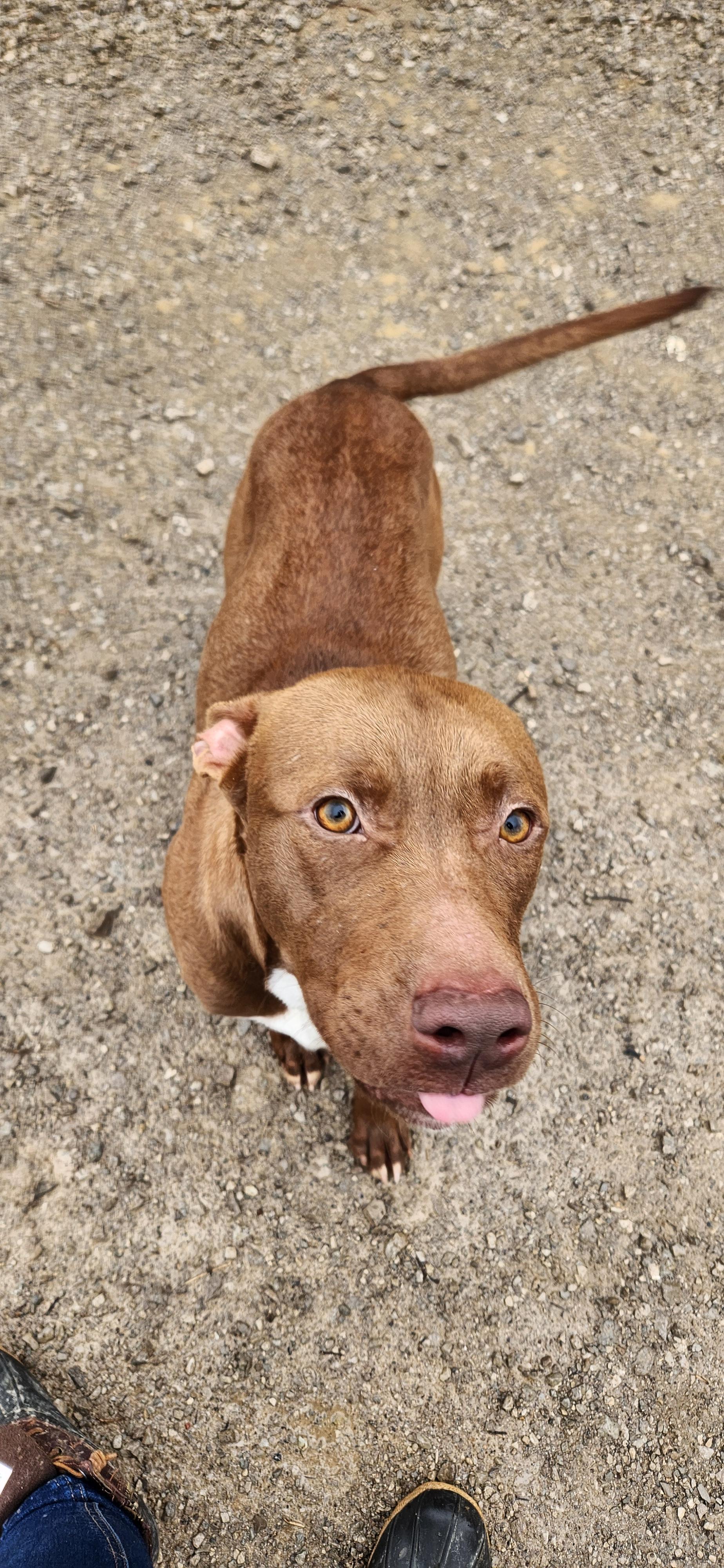 Enlarge Cheech , a ADOPTABLE mixed breed in Berea, KY image 1/2
