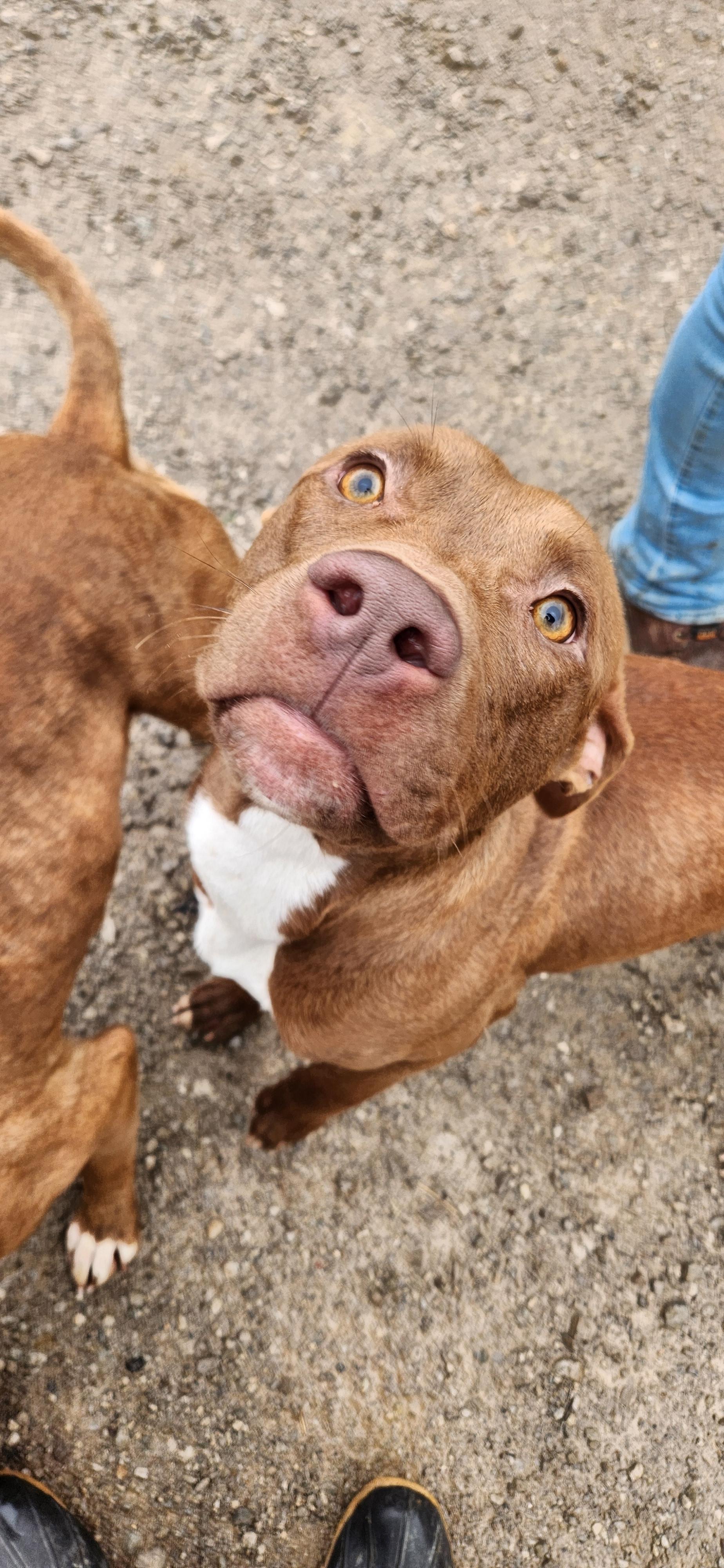 Enlarge Cheech , a ADOPTABLE mixed breed in Berea, KY image 2/2