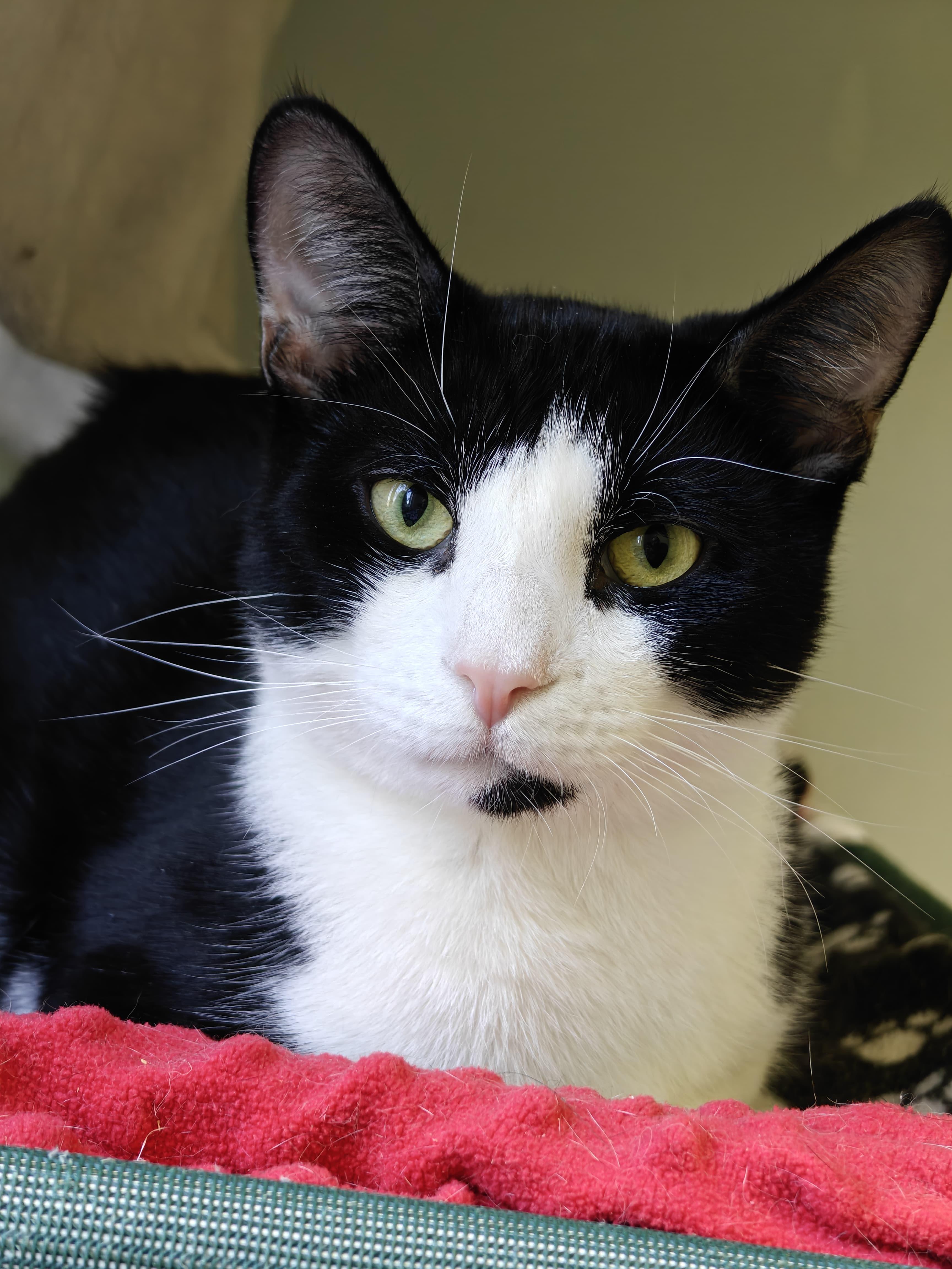 Gator, ADOPTABLE, Young Male Domestic Short Hair.