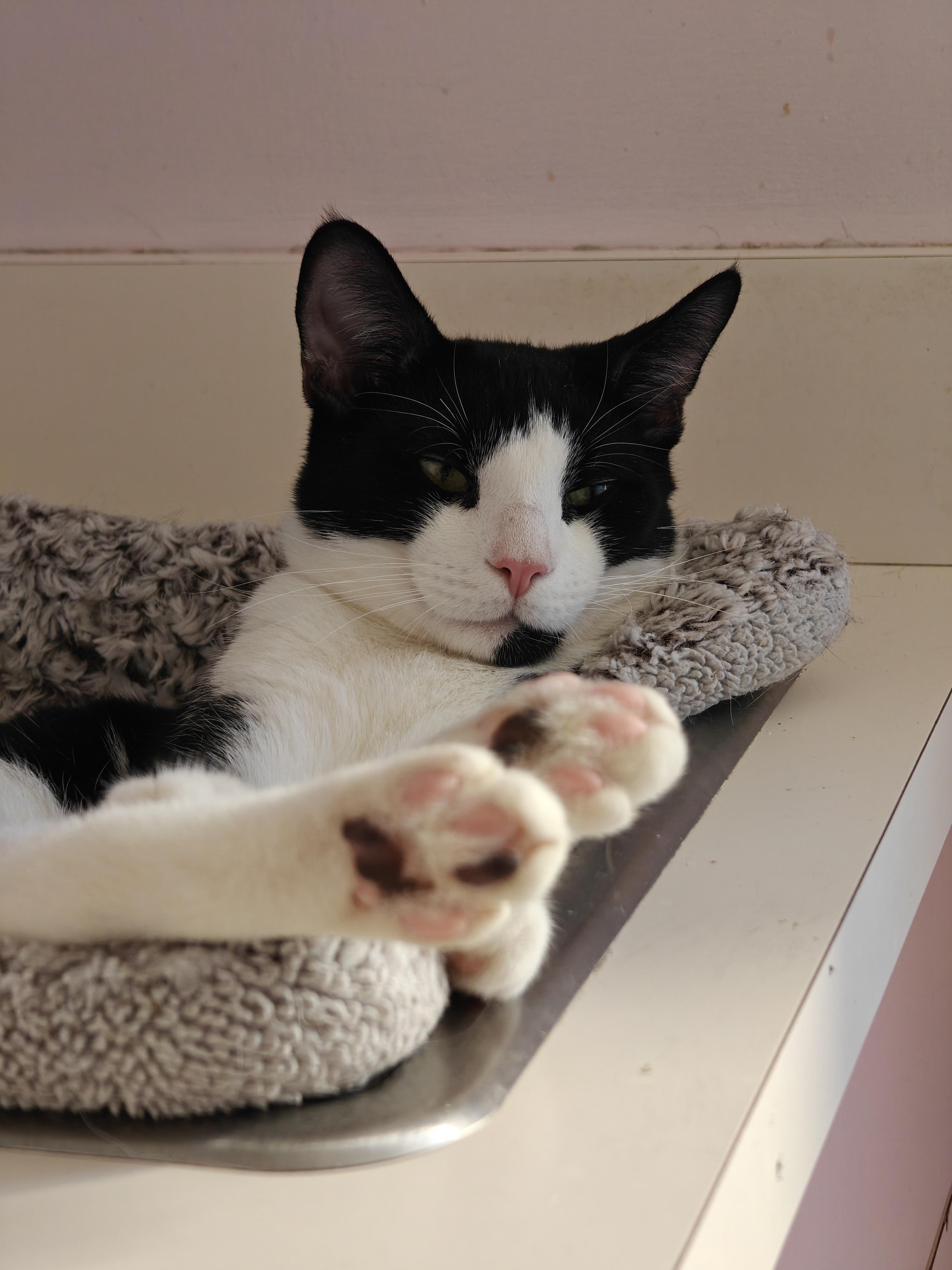 Enlarge Gator, a ADOPTABLE Domestic Short Hair in New Britain, CT image 4/5