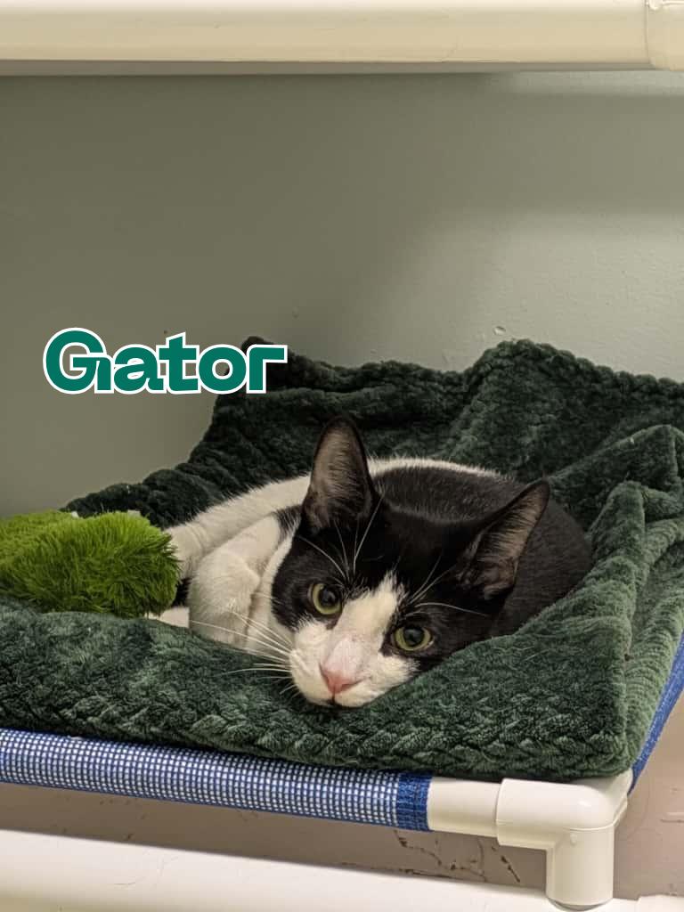 Gator, a ADOPTABLE Domestic Short Hair in New Britain, CT image 2/2