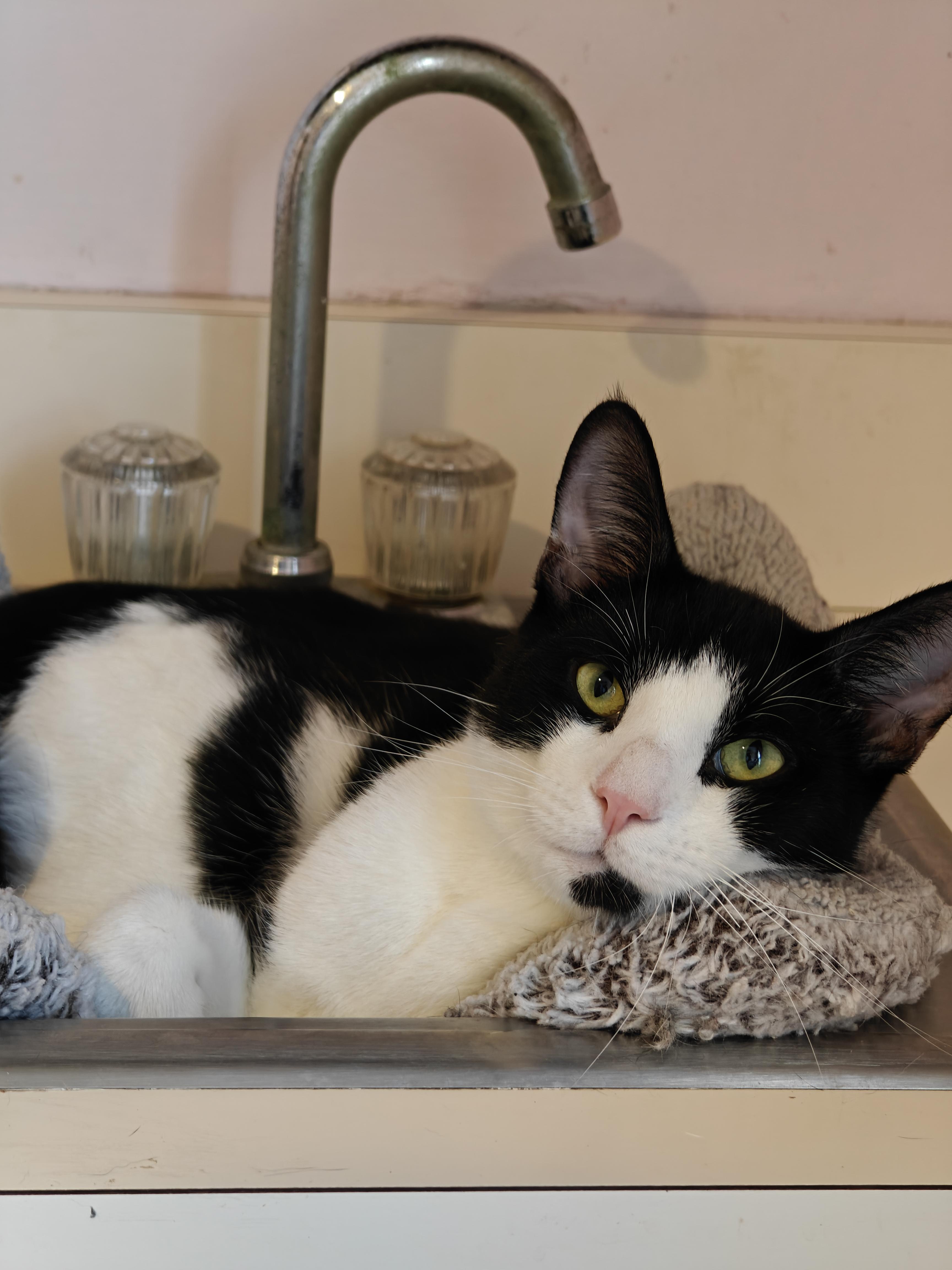 Enlarge Gator, a ADOPTABLE Domestic Short Hair in New Britain, CT image 3/5