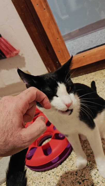 Enlarge Gator, a ADOPTABLE Domestic Short Hair in New Britain, CT video 5/5