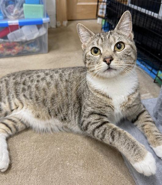 Greta 2 years AVAILABLE 5/21, Adoptable, Young Female Domestic Short Hair.