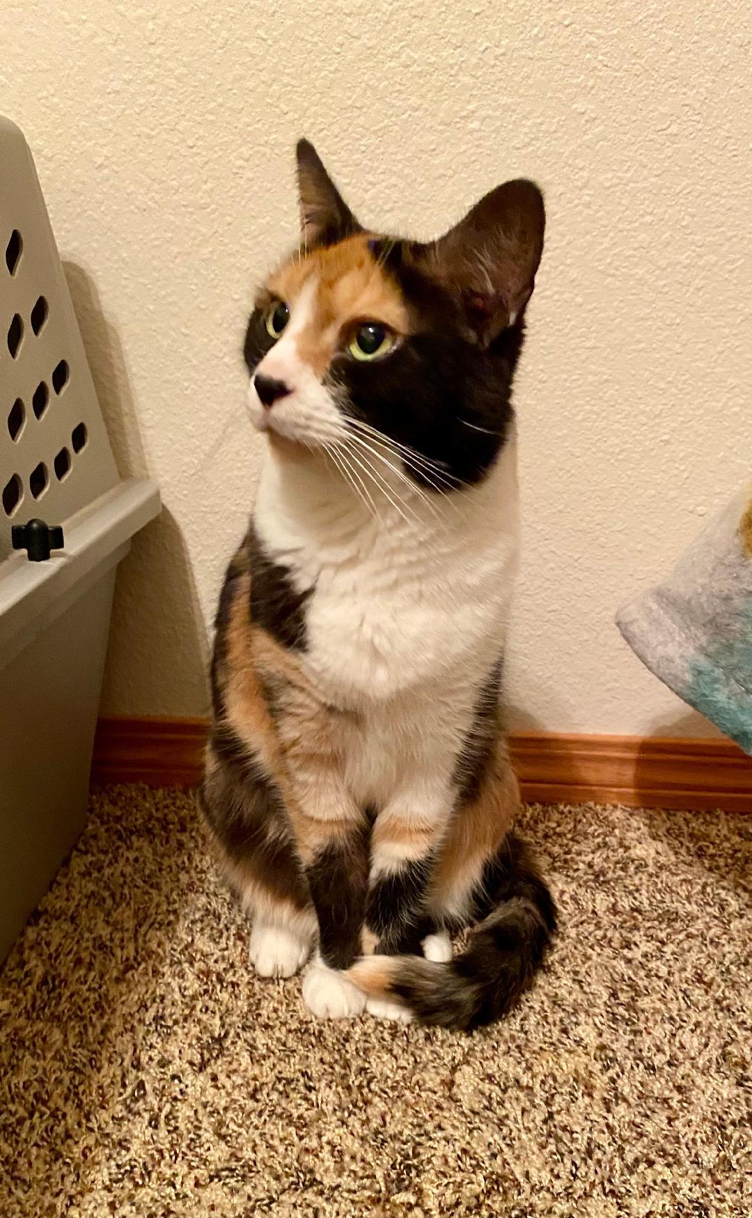 Enlarge Calliee, a Adoptable Calico in Pasco, WA image 1/1