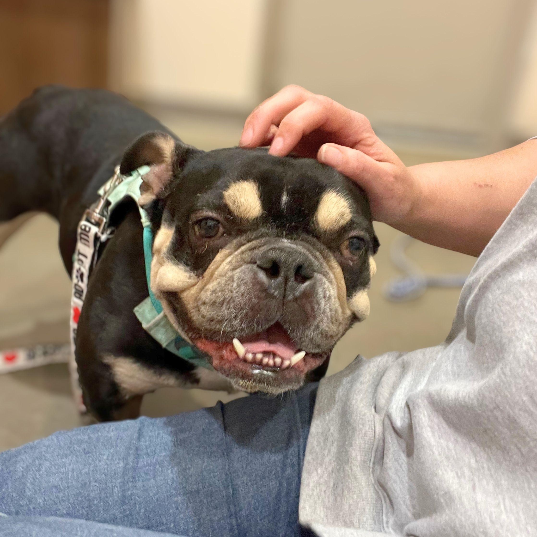 Enlarge Margot Jelly Bean, a Adoptable mixed breed in Austin, TX image 5/6
