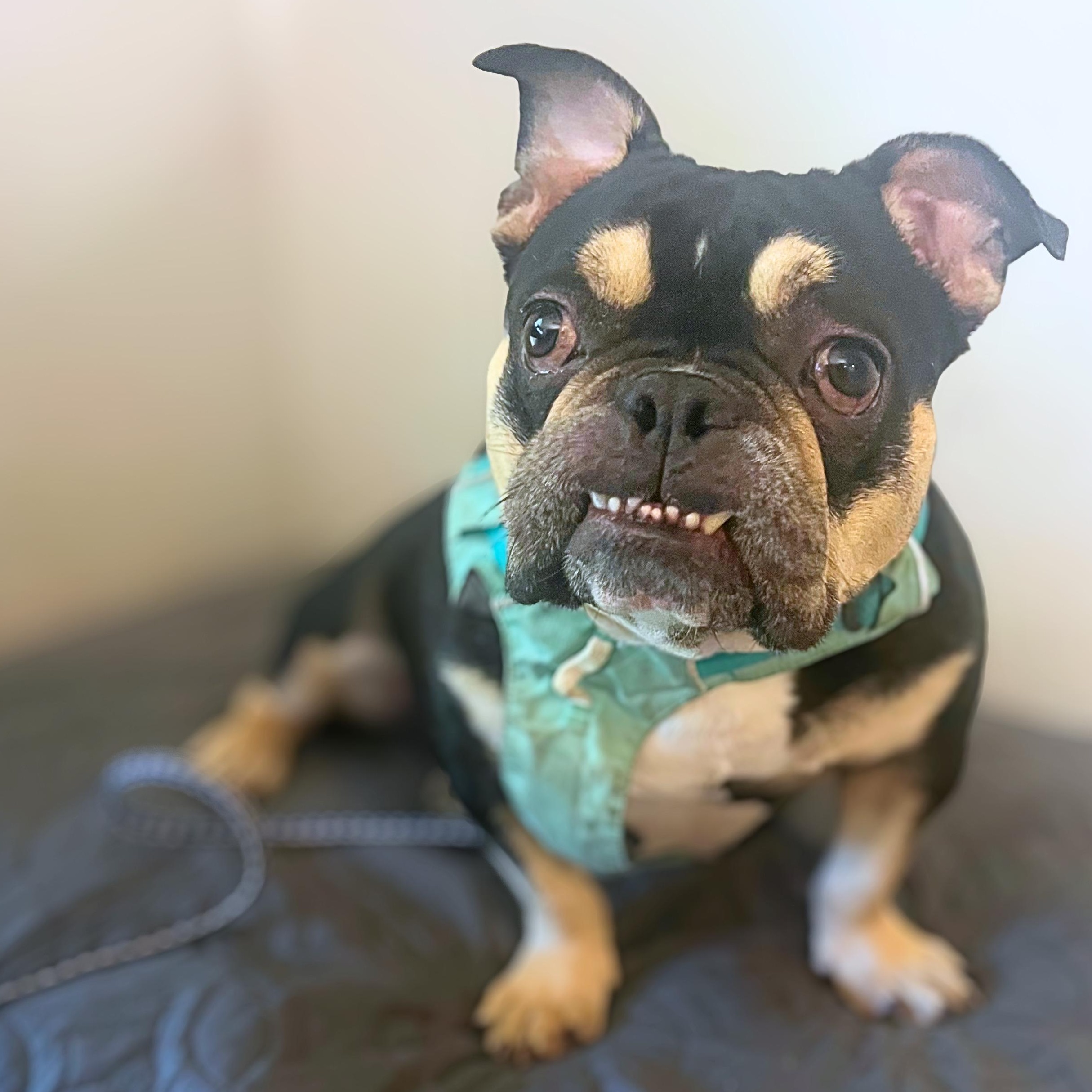 Margot Jelly Bean, Adoptable, Adult Female Bulldog.