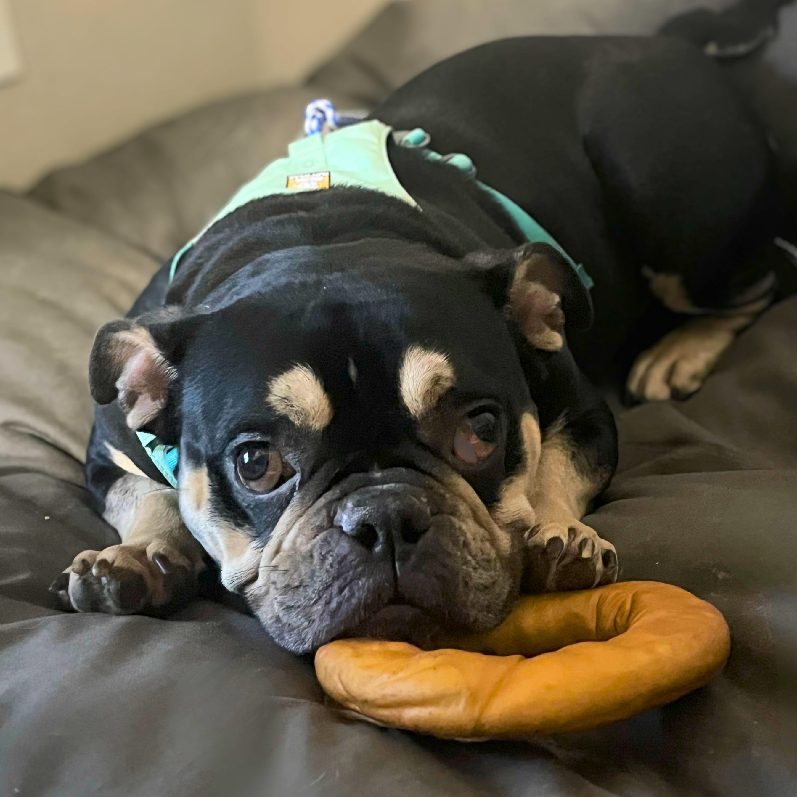 Enlarge Margot Jelly Bean, a Adoptable mixed breed in Austin, TX image 6/6