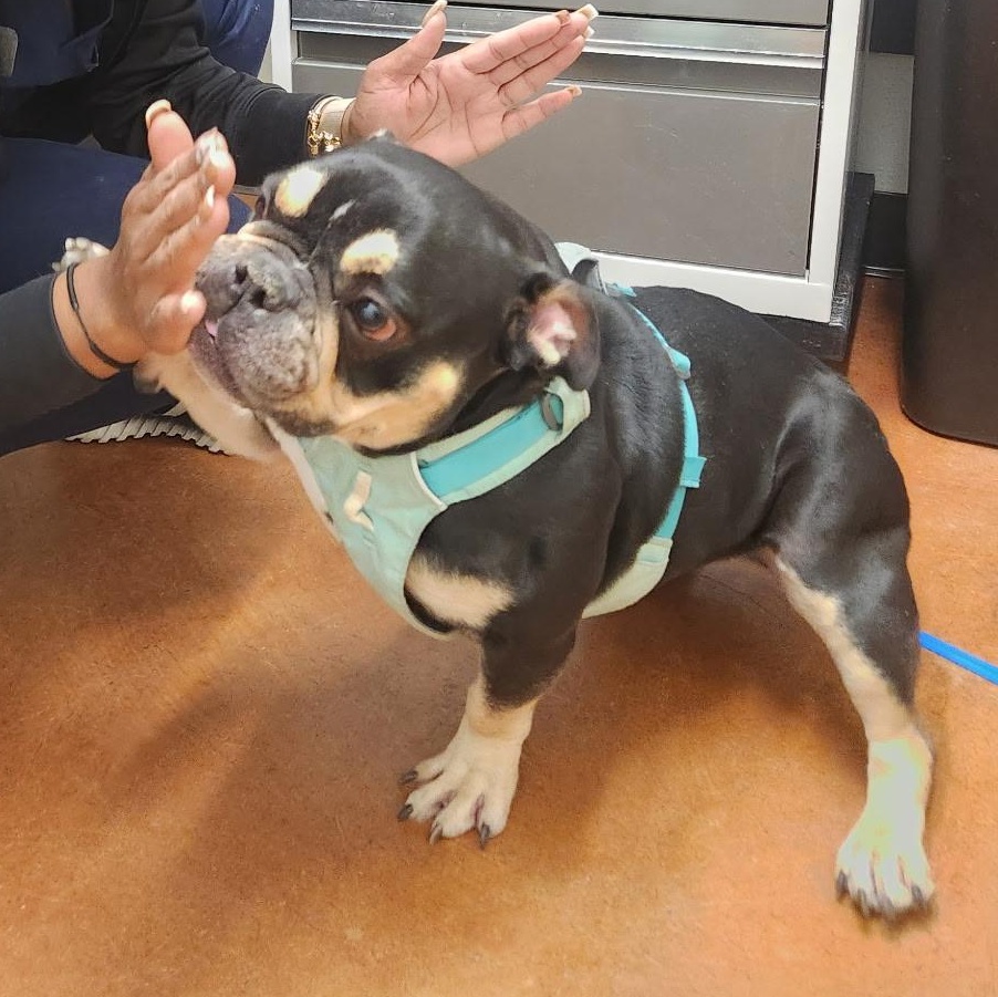 Enlarge Margot Jelly Bean, a Adoptable mixed breed in Austin, TX image 3/6