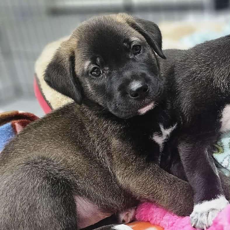 Sprite the Shepherd Puppy, a Adoptable mixed breed in Muskego, WI image 1/5