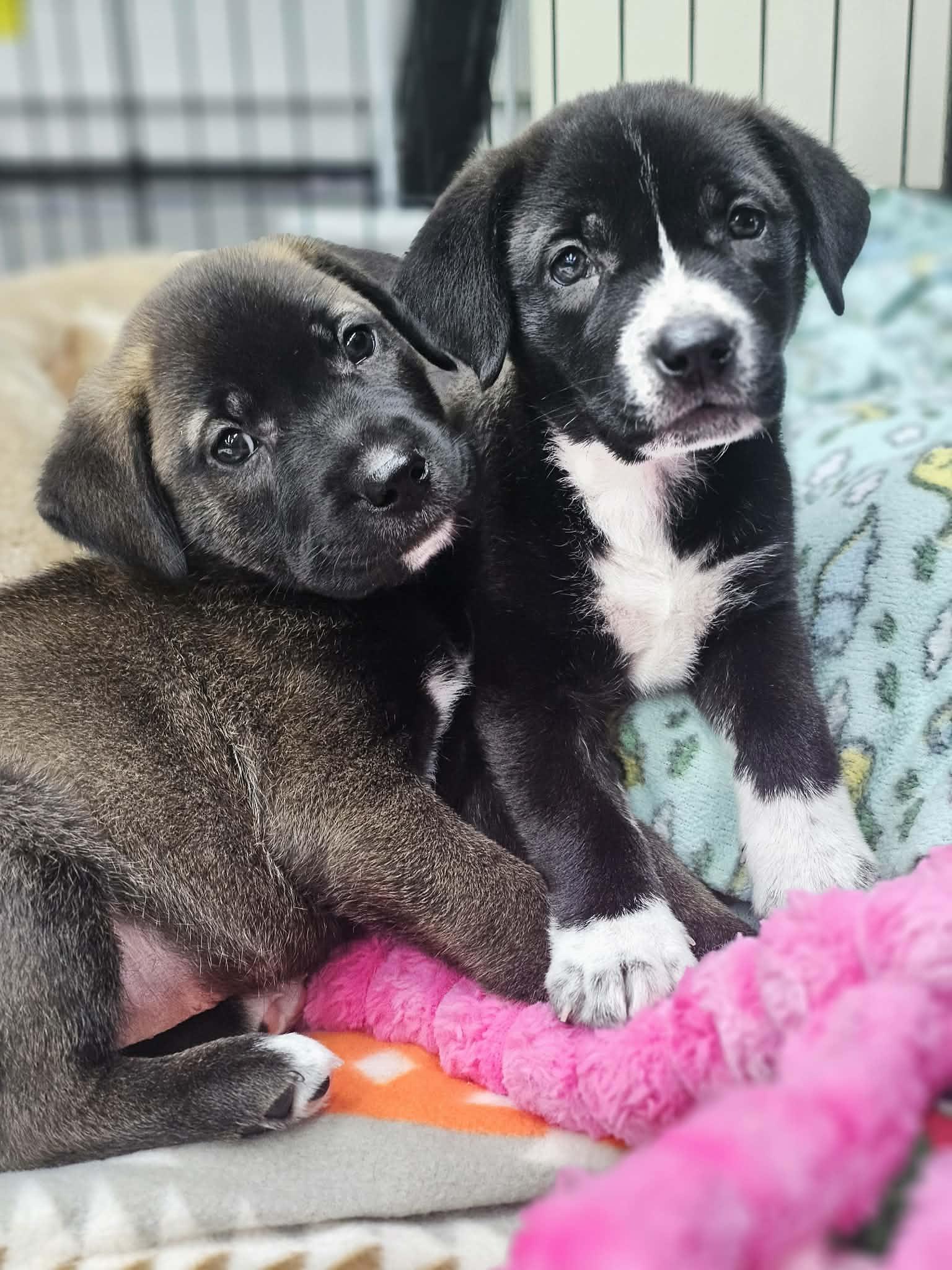 Sprite the Shepherd Puppy, a Adoptable mixed breed in Muskego, WI image 5/5