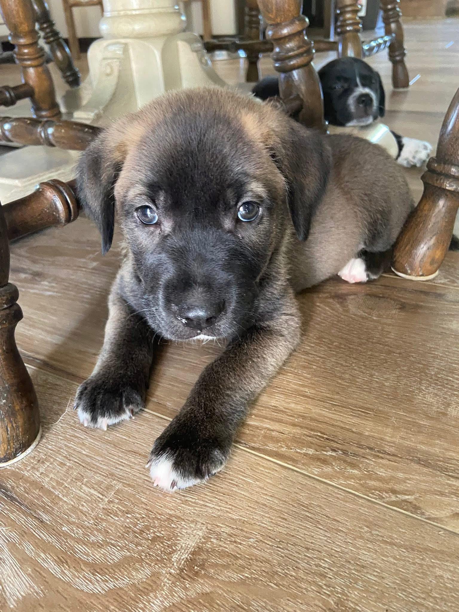 Sprite the Shepherd Puppy, a Adoptable mixed breed in Muskego, WI image 2/5
