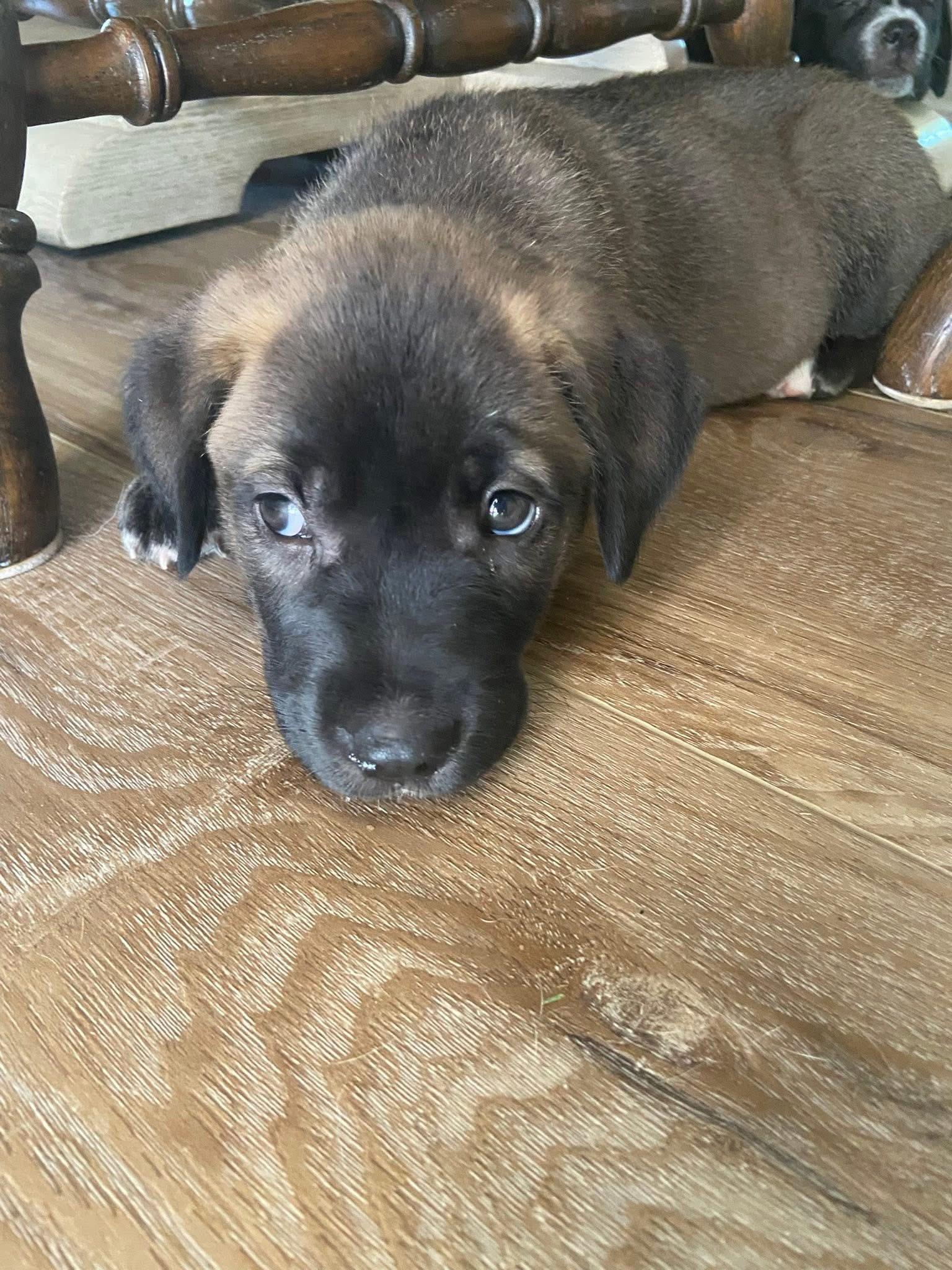 Sprite the Shepherd Puppy, a Adoptable mixed breed in Muskego, WI image 3/5