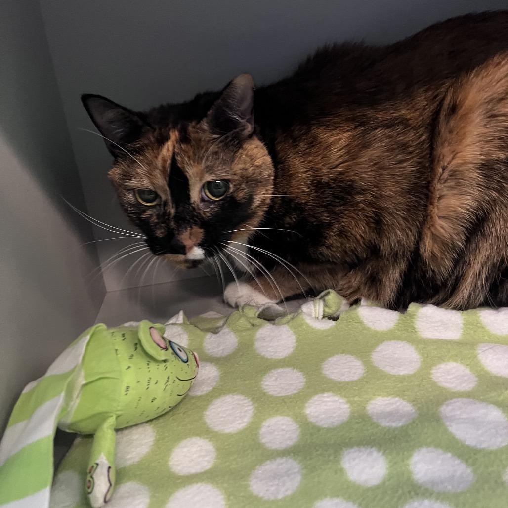 Flash, Adoptable, Senior Female Domestic Short Hair.