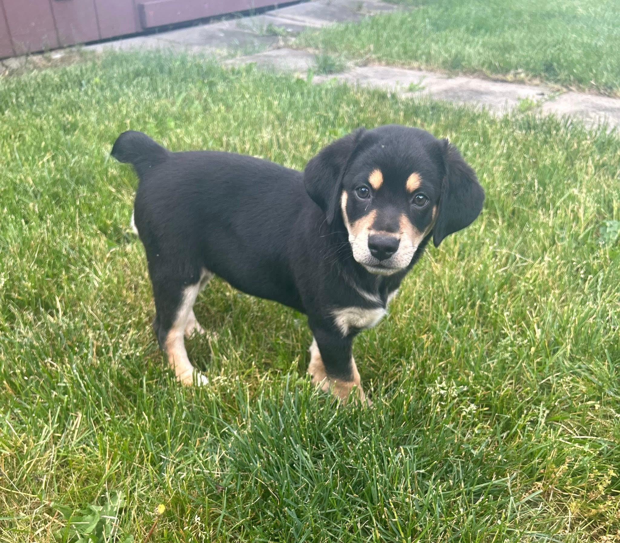 Enlarge Slinky, a Adoptable mixed breed in McHenry, IL image 1/2
