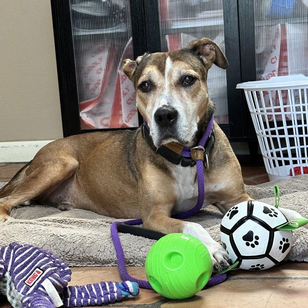 Evander, Adoptable, Senior Male Labrador Retriever.