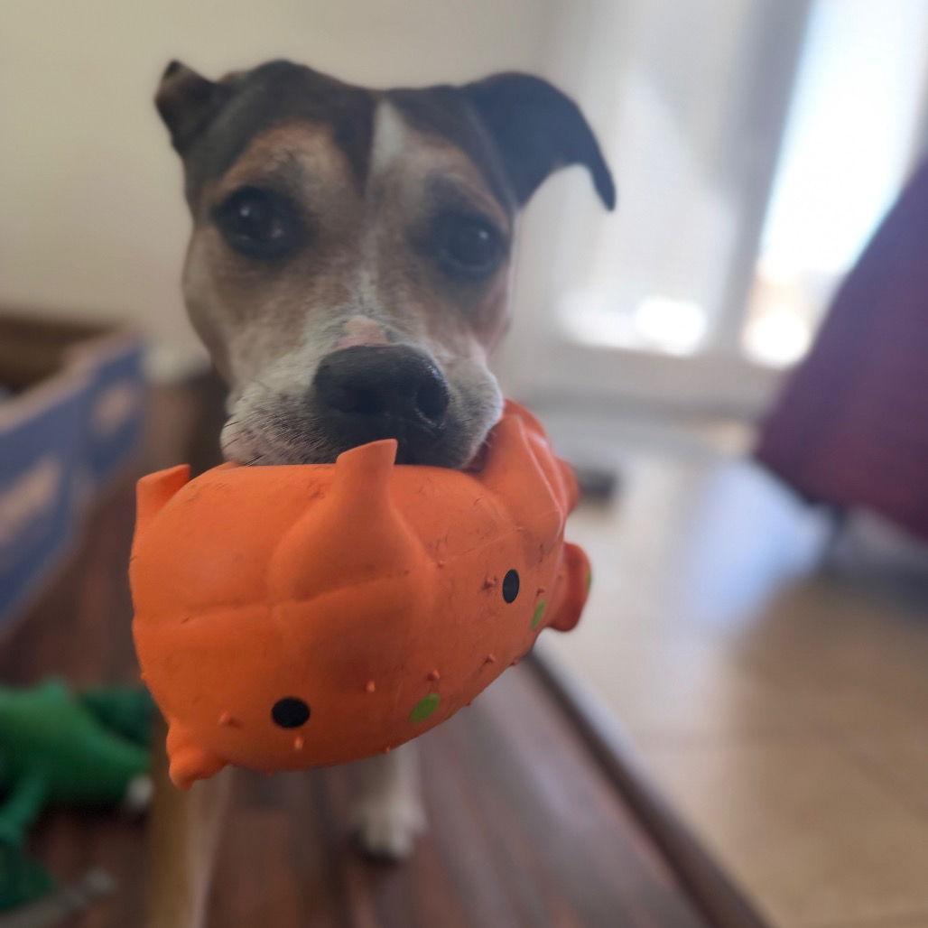 Enlarge Evander, a Adoptable Labrador Retriever in Dallas, TX image 1/3