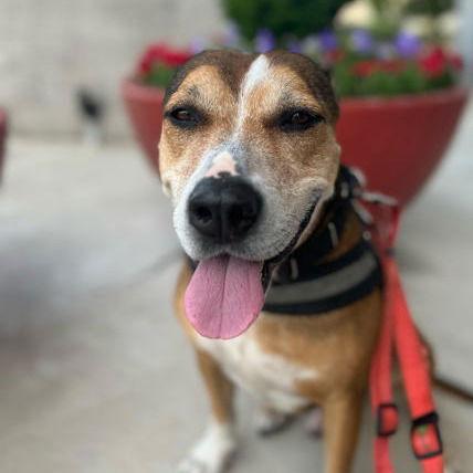 Enlarge Evander, a Adoptable Labrador Retriever in Dallas, TX image 2/3