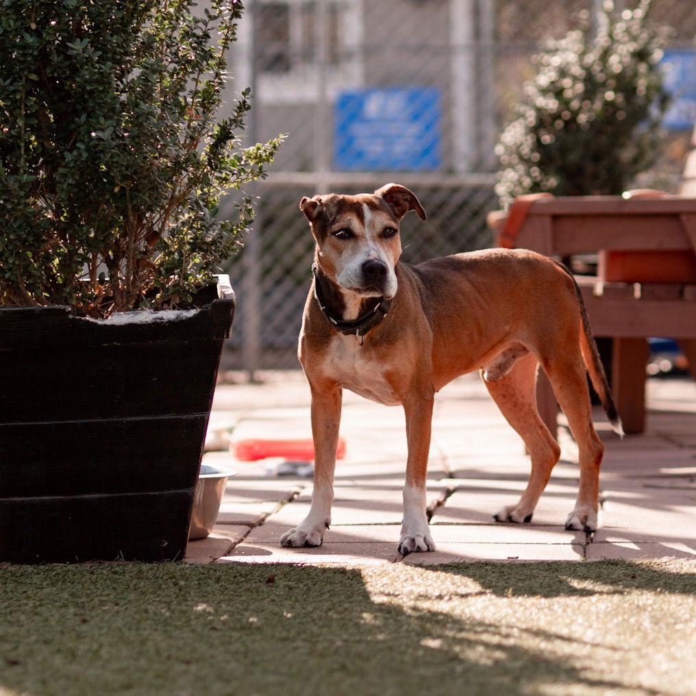 Enlarge Evander, a Adoptable Labrador Retriever in Dallas, TX image 2/3