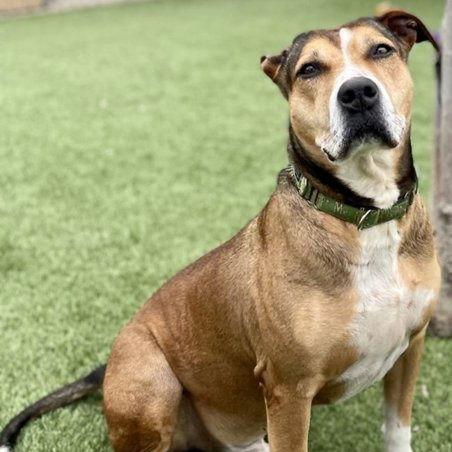 Enlarge Evander, a Adoptable Labrador Retriever in Dallas, TX image 3/3