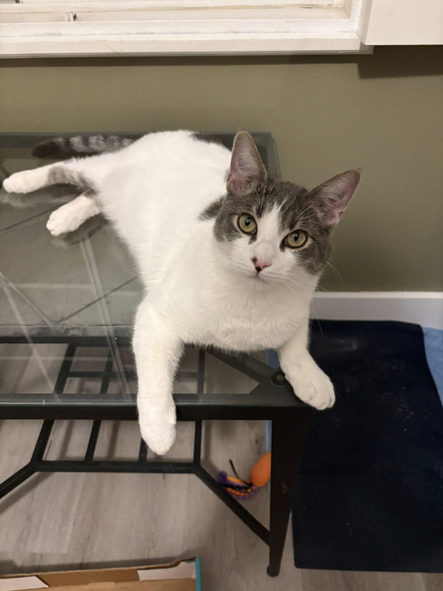 Russo and Goose, ADOPTABLE, Young Male Domestic Short Hair.