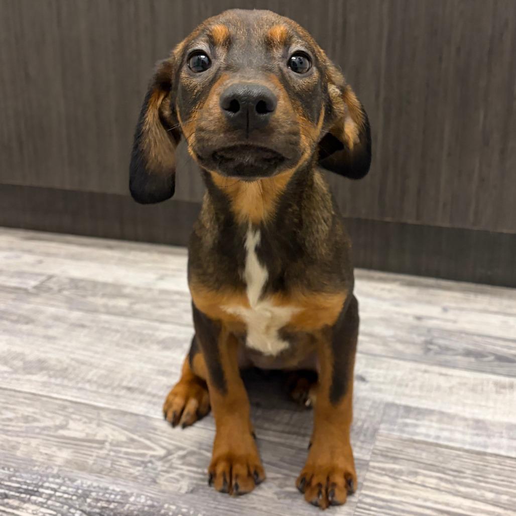 Honey, Adoptable, Puppy Female Beagle.