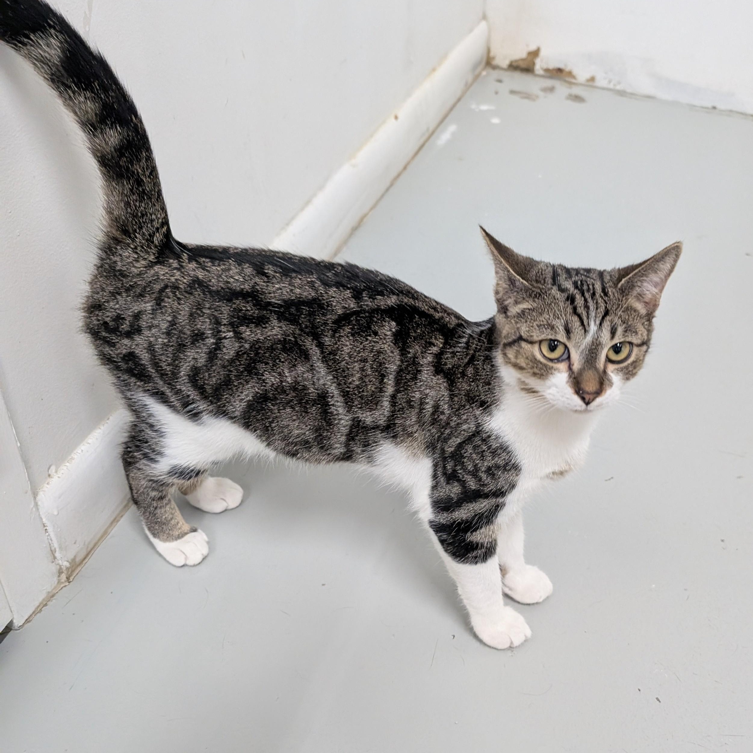 Gino, a Adoptable Domestic Short Hair in West Palm Beach, FL image 4/5