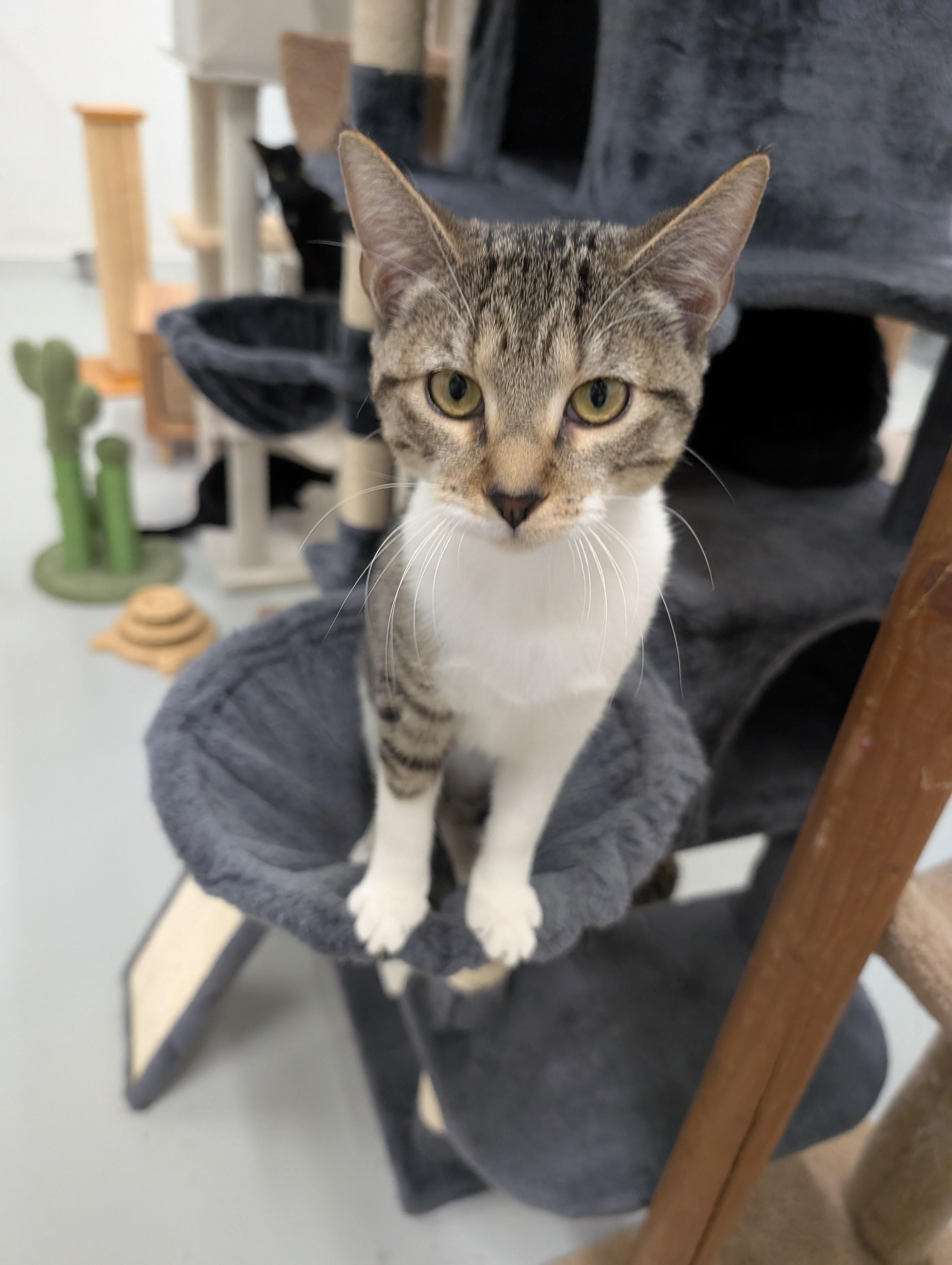 Gino, a Adoptable Domestic Short Hair in West Palm Beach, FL image 1/5