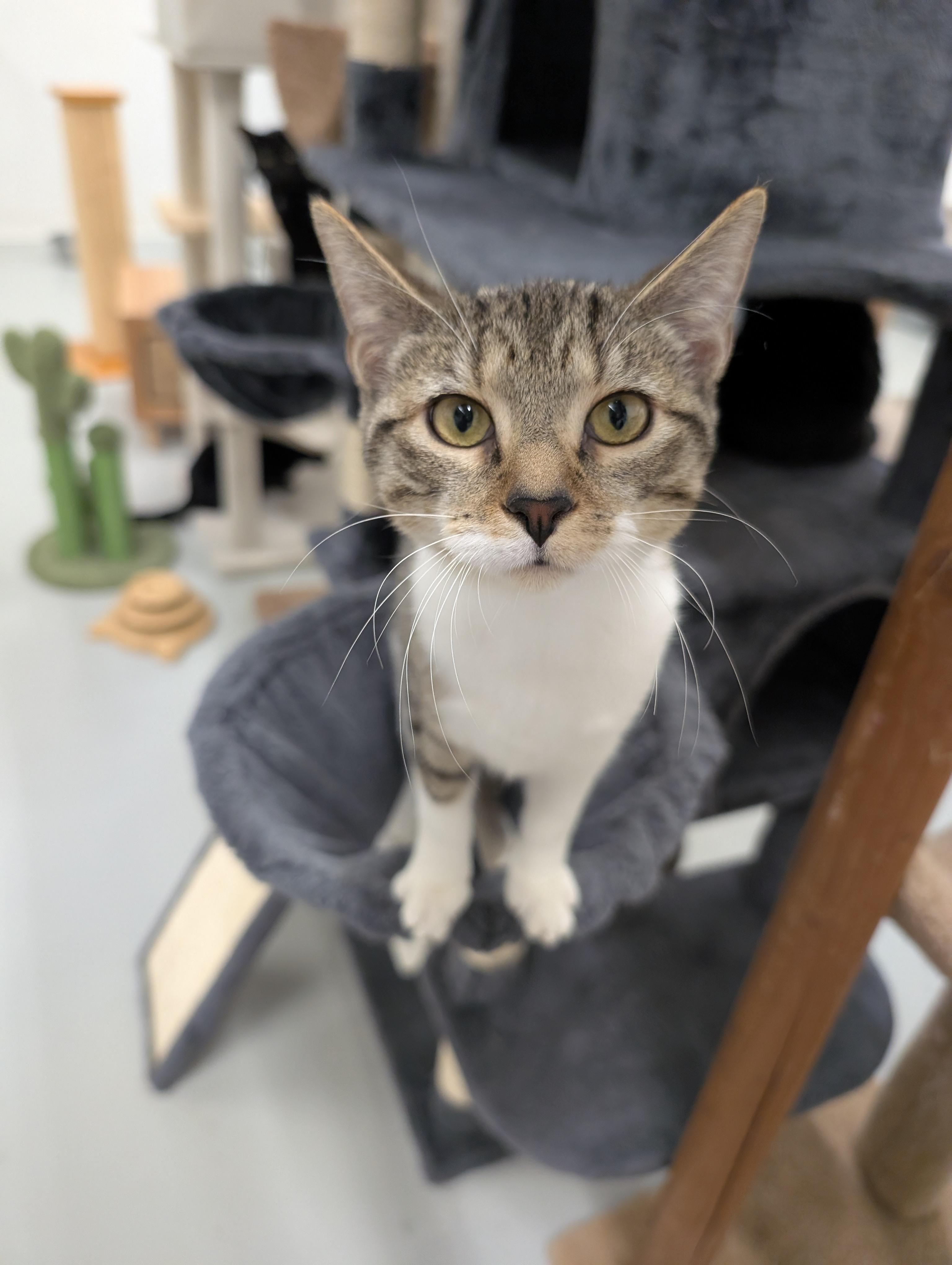 Gino, a Adoptable Domestic Short Hair in West Palm Beach, FL image 3/5