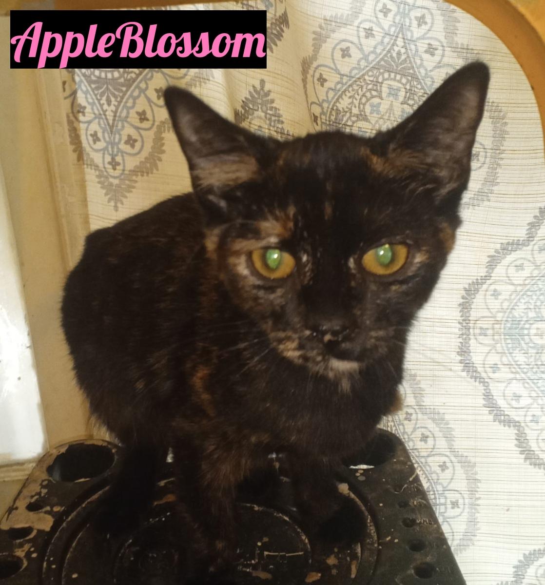 Apple Blossom