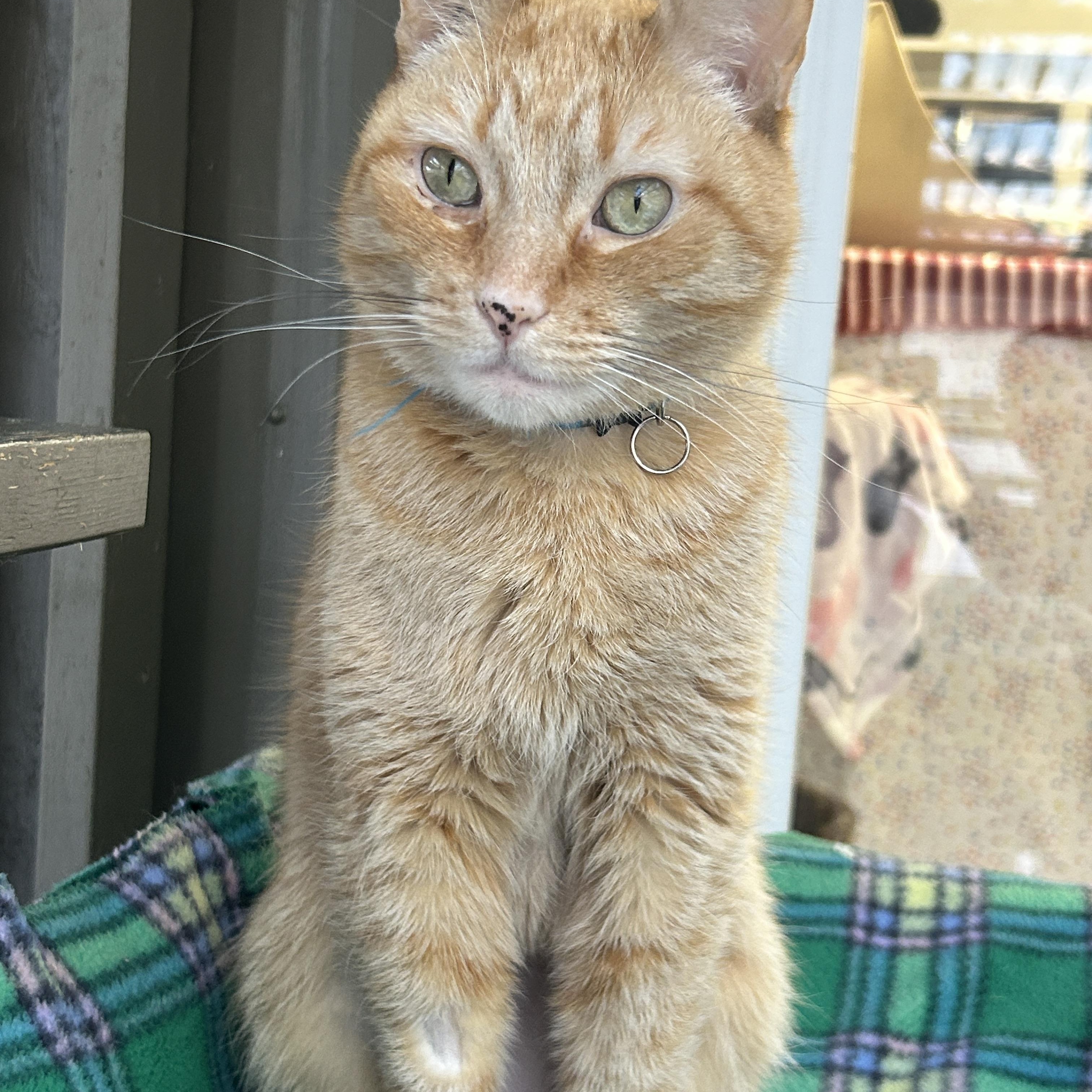 Enlarge Reiner (Bonded with Brigitte), an adoption pending Domestic Short Hair in Maple Ridge, BC image 2/6