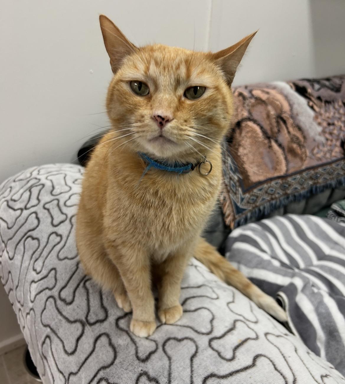 Enlarge Reiner (Bonded with Brigitte), an adoption pending Domestic Short Hair in Maple Ridge, BC image 3/6