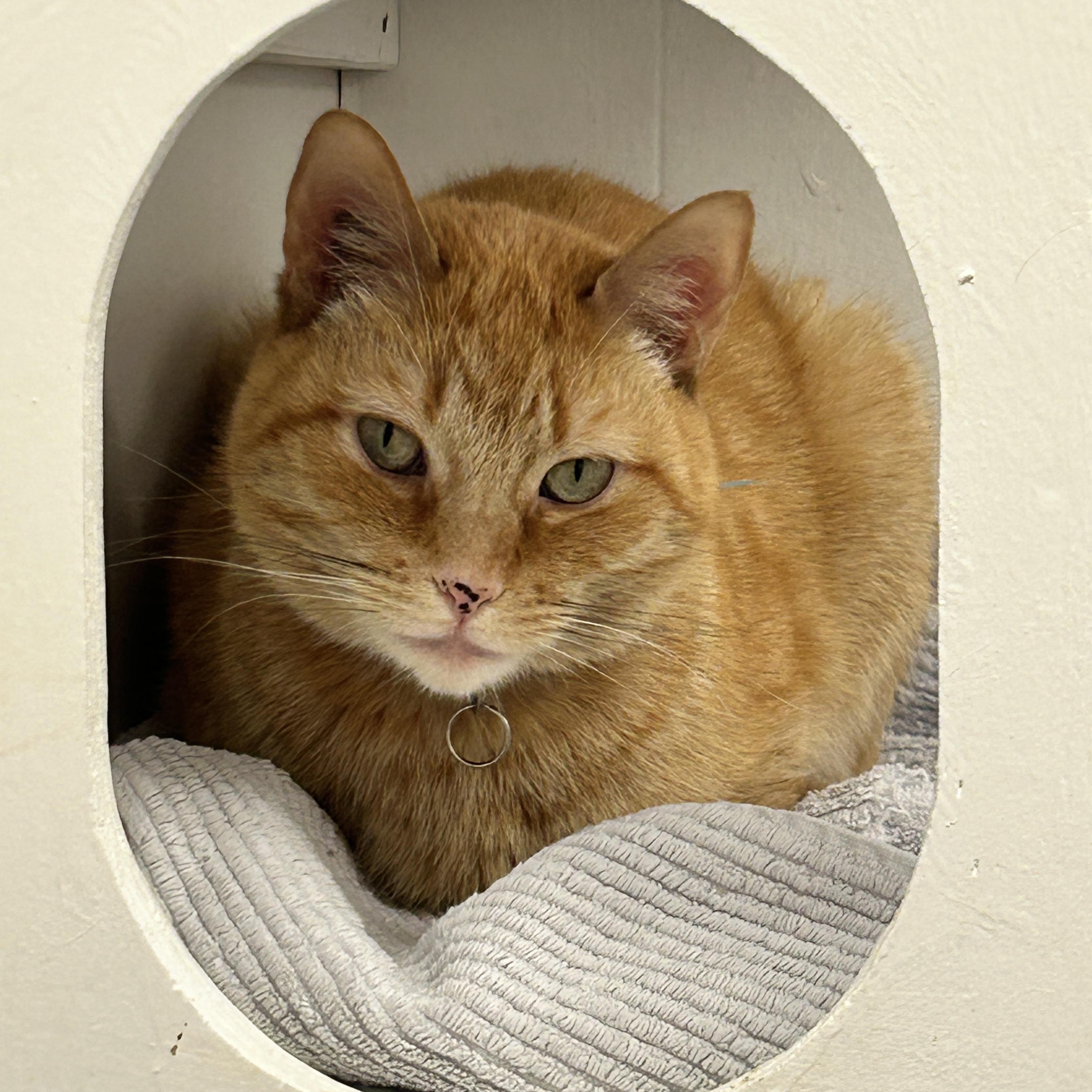 Enlarge Reiner (Bonded with Brigitte), an adoption pending Domestic Short Hair in Maple Ridge, BC image 1/6
