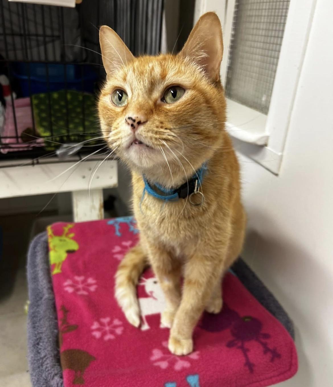 Enlarge Reiner (Bonded with Brigitte), an adoption pending Domestic Short Hair in Maple Ridge, BC image 5/6