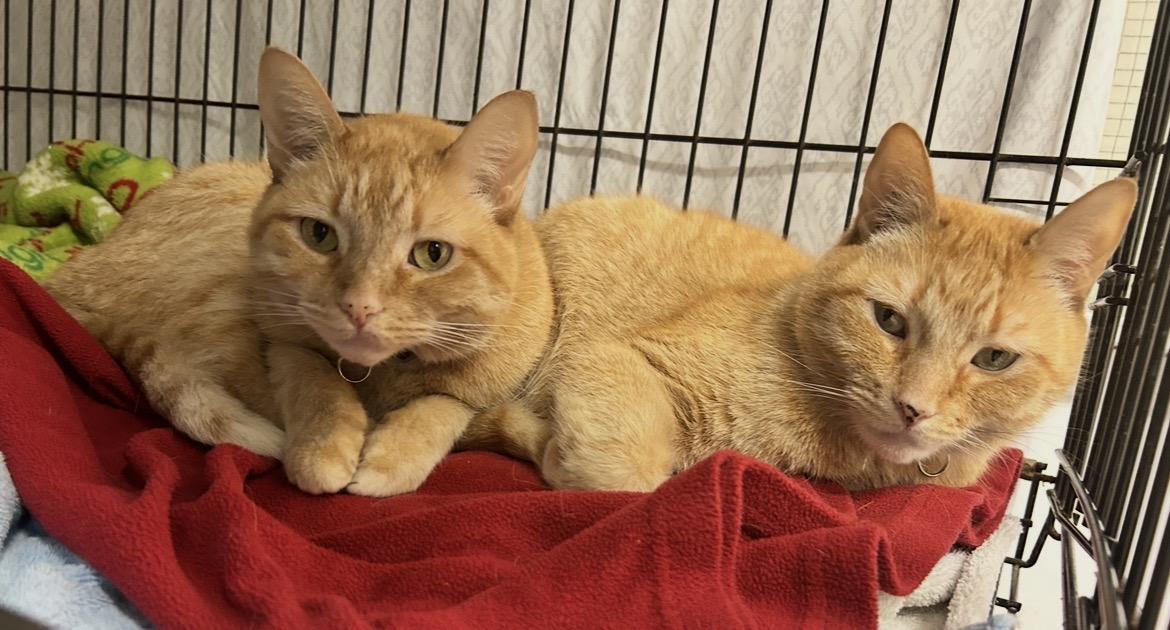 Enlarge Reiner (Bonded with Brigitte), an adoption pending Domestic Short Hair in Maple Ridge, BC image 4/6