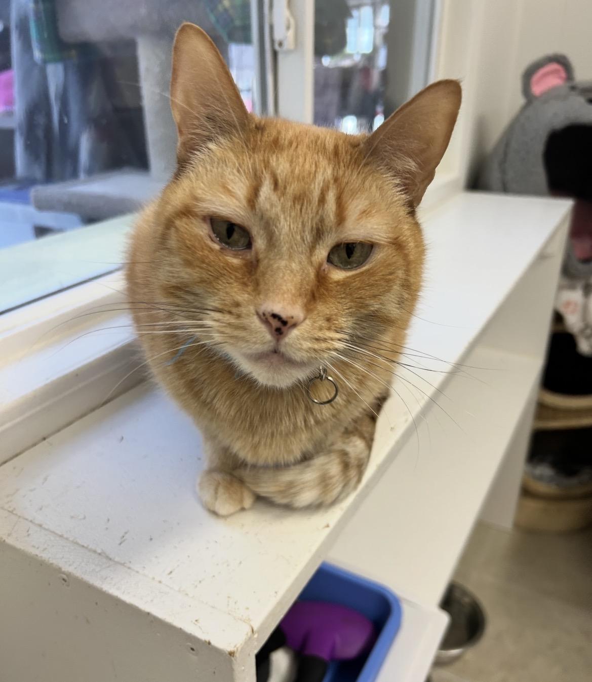 Enlarge Reiner (Bonded with Brigitte), an adoption pending Domestic Short Hair in Maple Ridge, BC image 6/6