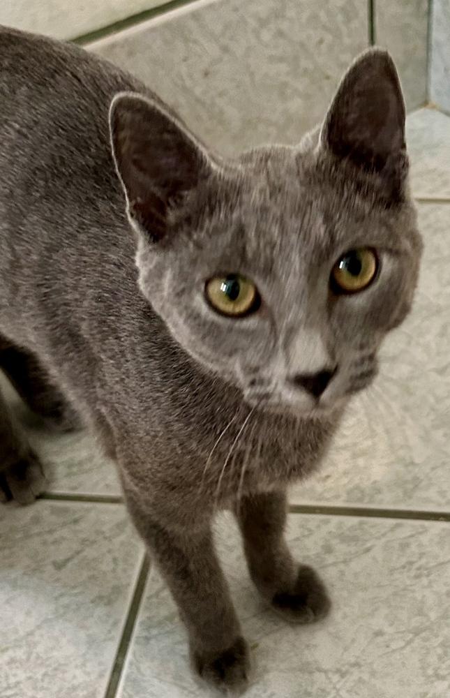 Enlarge Shelby (bonded with Miles), a Adoptable Domestic Short Hair in Hudson, NH image 1/3