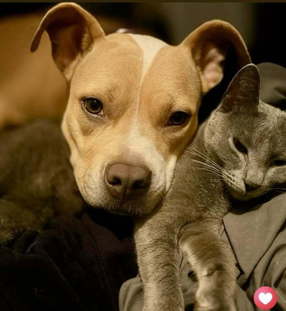 Enlarge Shelby (bonded with Miles), a Adoptable Domestic Short Hair in Hudson, NH image 2/3