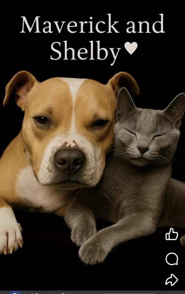 Enlarge Shelby (bonded with Miles), a Adoptable Domestic Short Hair in Hudson, NH image 3/3