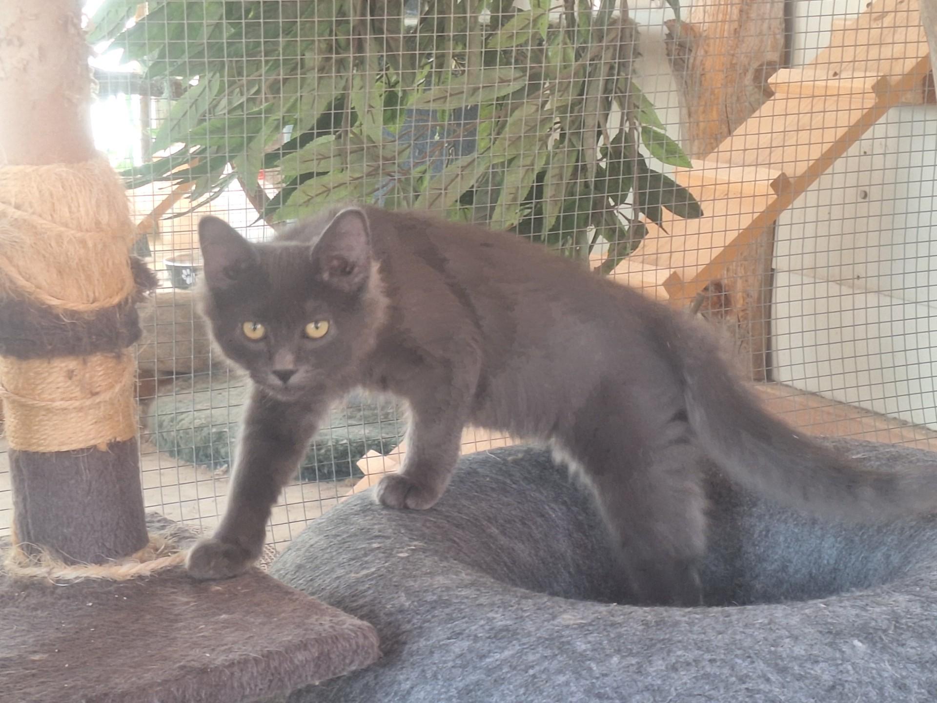 Blueberry, a ADOPTABLE Domestic Medium Hair in Chappell, NE image 2/2