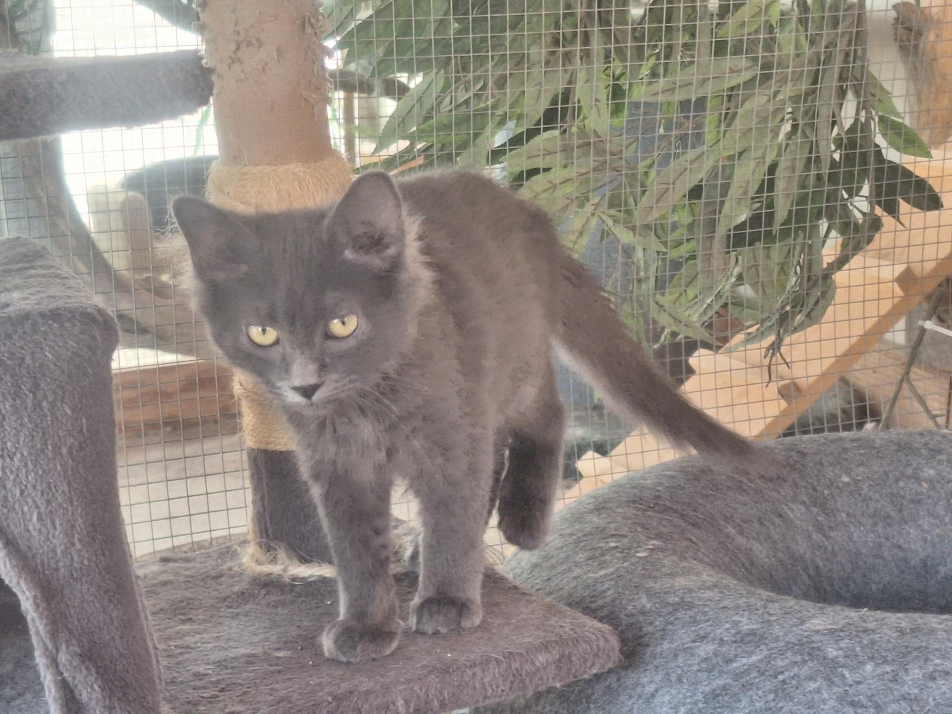 Blueberry, ADOPTABLE, Kitten Male Domestic Medium Hair.