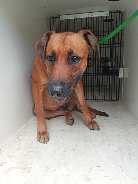 Brenda, Adoptable, Adult Female Bloodhound.