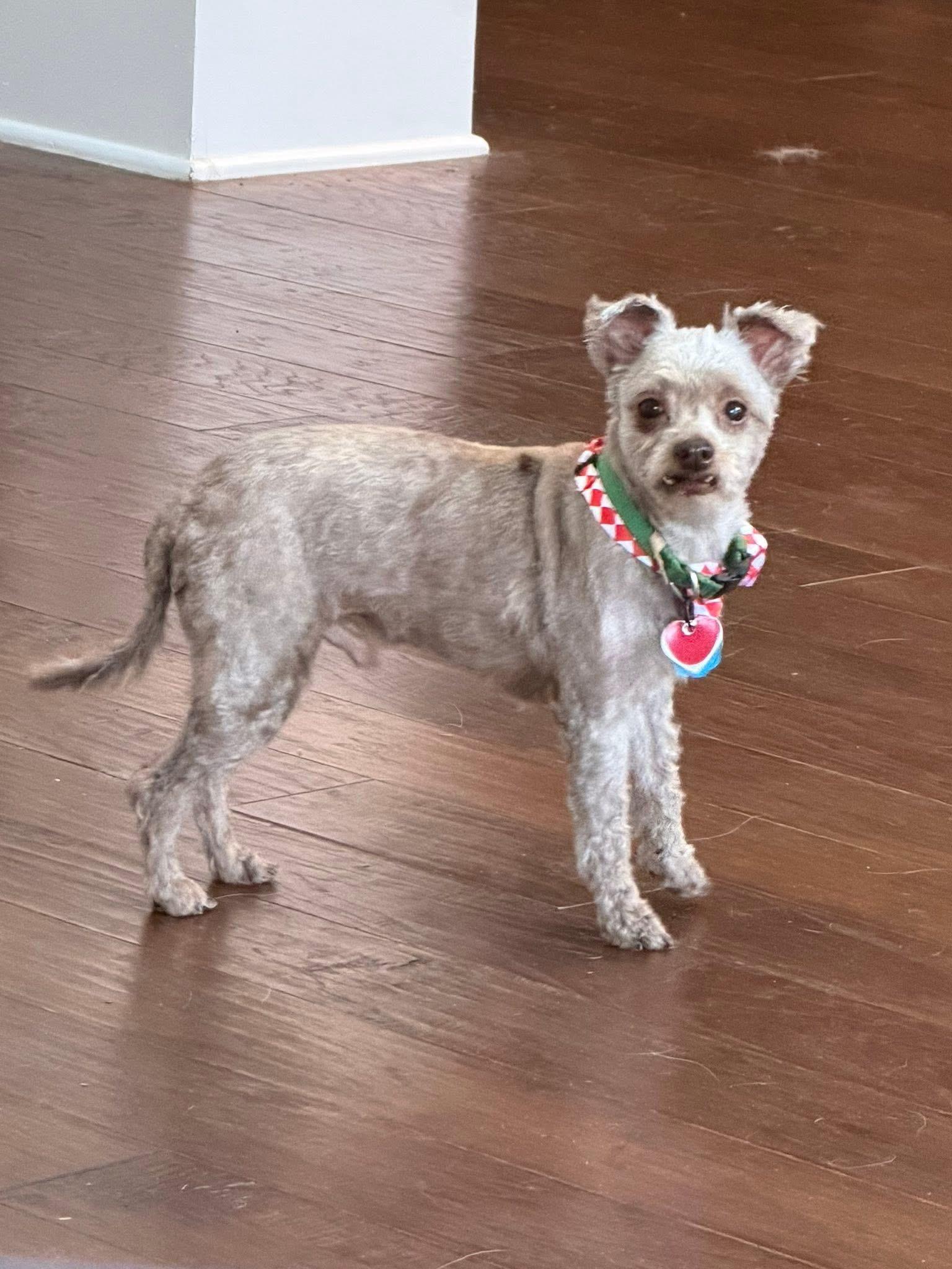 Ollie , Adoptable, Adult Male Yorkshire Terrier.