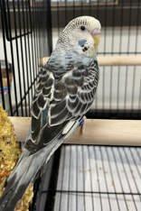 Enlarge Wren is simply wonderful!   , a Adoptable Parakeet (Other) in Bedford Hills, NY image 2/2
