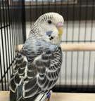Wren is simply wonderful!   , Adoptable, Young Female Parakeet (Other).