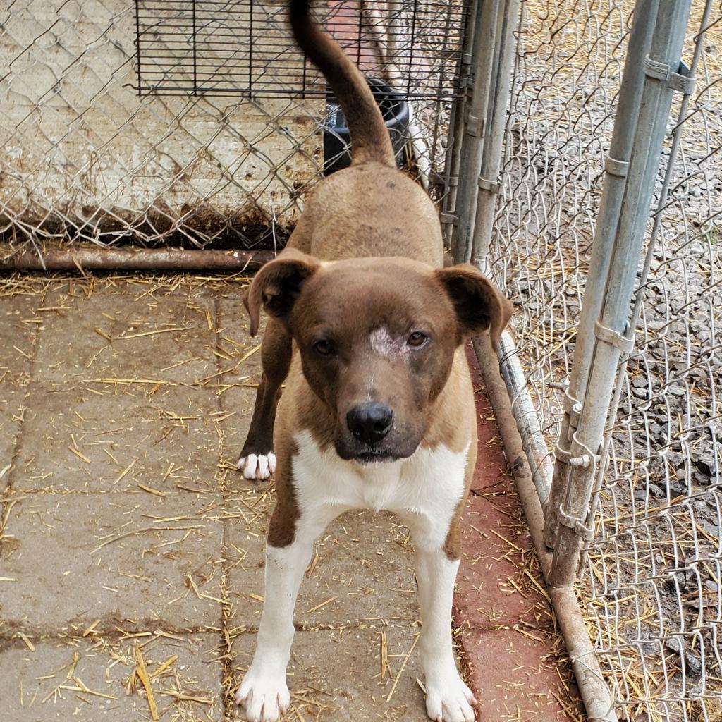 Enlarge Beckett, a Adoptable Mixed Breed in Boaz, AL image 1/1