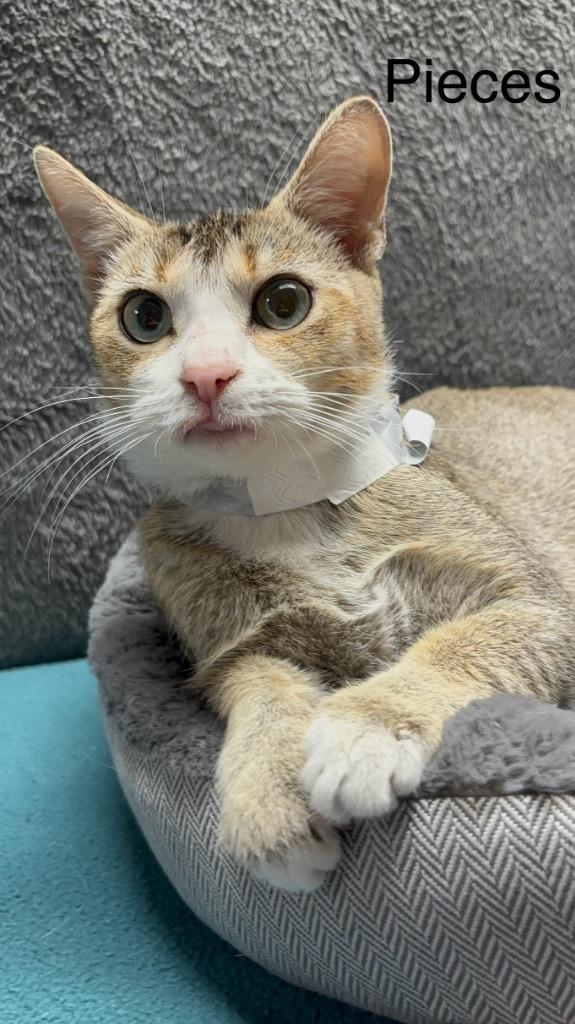 Pieces, Adoptable, Adult Female Domestic Short Hair.