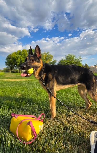 Zach, a Adoptable German Shepherd Dog in Las Vegas, NV image 2/5