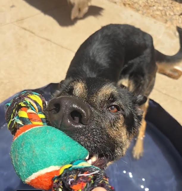 Zach, a Adoptable German Shepherd Dog in Las Vegas, NV image 3/5