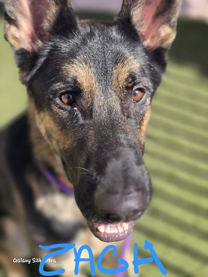 Zach, a Adoptable German Shepherd Dog in Las Vegas, NV image 4/5